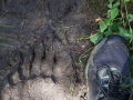 Black bear tracks