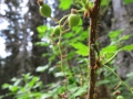 Gooseberry (edible)