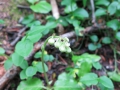 One-sided wintergreen