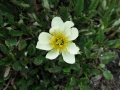 White mountain-avens