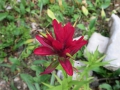 Scarlet paintbrush