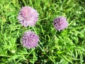 Wild chives (edible)