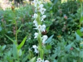 White bog orchid