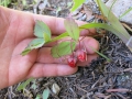 Wild strawberry fruits