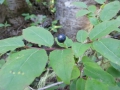 Black huckleberry (edible)