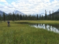 Moose River meadow