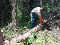 Falling trees for bridge building 2014