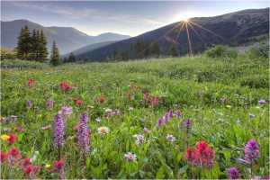 Wildflowers