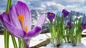 mountains-springtime