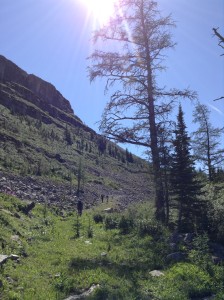 Larch trees near Fording River Pass