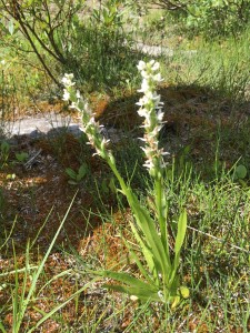 The fragrant white-rein orchid indicates a wet to very wet open site where water collects, aka a wetland where no trail should be built. 