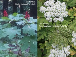 Devils club cow parsnip comparison