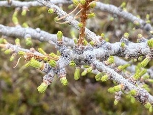 Subalpine larch grow fresh soft new chlorophyll-rich needles every spring