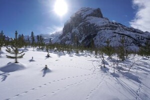 identifying_tracks_snow_1