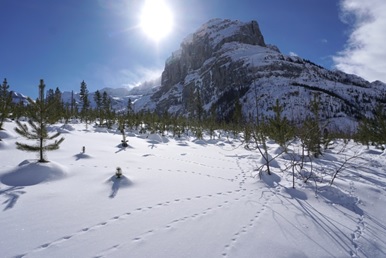 Identifying Tracks in the Snow – The Great Divide Trail Association