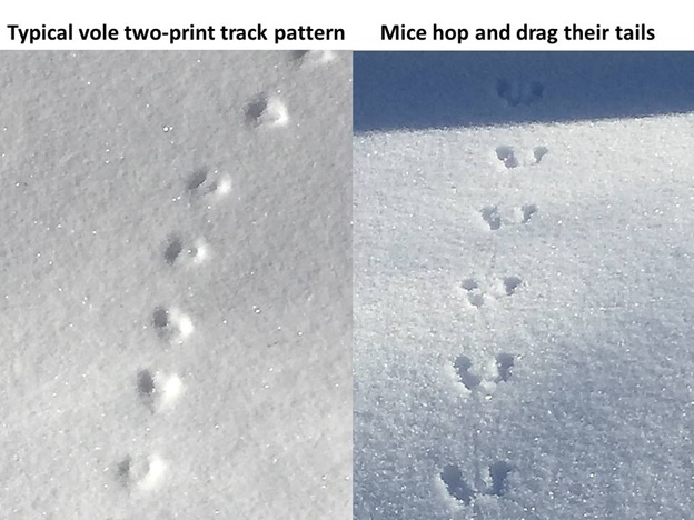 tracks in snow identify animal