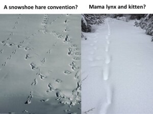 identifying_tracks_snow_11