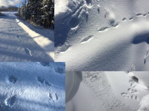identifying_tracks_snow_12