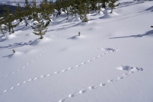 identifying_tracks_snow_3