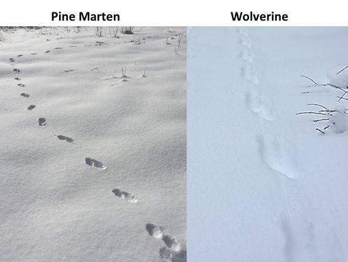deer footprints in snow