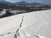 identifying_tracks_snow_6