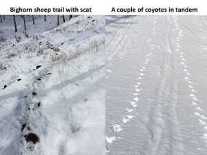 identifying_tracks_snow_7