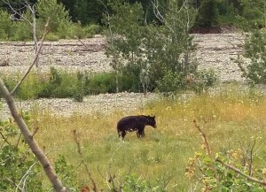 waterton_lakes_red_rock_pkwy_bear