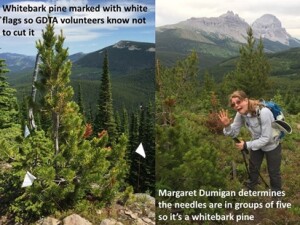 GDTA trail work volunteers must check to see if a pine has needles in groups of two or five. If the latter it is an endangered whitebark pine and must be left alone.