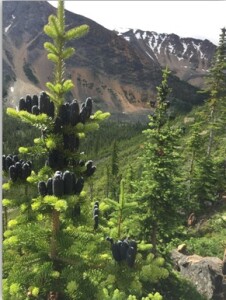 Most cones hang down but subalpine fir cones point up.