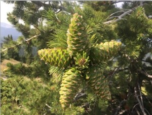 The unique cones of the whitebark pine grow at right angles to the branch.