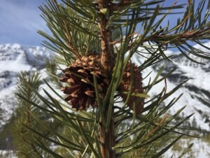 Hedging its bets, this 15-year old lodgepole pine near the divide in Kootenay National Park produced one of both types of cones, open (left) and closed (right).