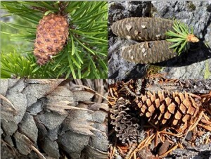 Cone-undrum: name the species for each cone (Answers at the end)