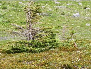 Krummholz form of subalpine fir in North Kananaskis Pass (August 2011).