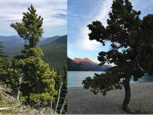Pine Shape Quiz: Can you tell which tree is the lodgepole pine and which one is the whitebark pine? (Answer at the end)