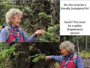 It helps to be able to distinguish spruce from fir before you grab a branch!