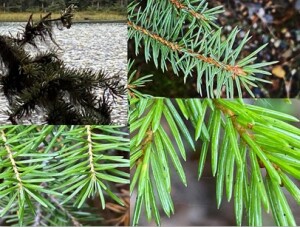 Needle Know-How, Part 1: Looking at these conifer needles, what species are you looking at?