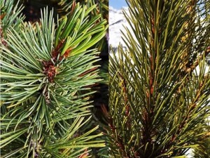 Needle Know-How, Part 2: Based on the needles, can you figure out which tree is the endangered whitebark pine and which one is the common lodgepole pine? (Answer at the end)