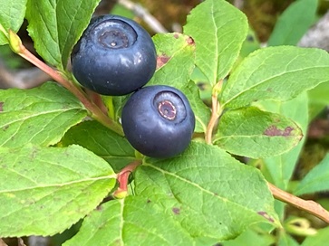 Dusty Blue Berry & Spruce Pick  Floral picks, Dusty blue, Berries