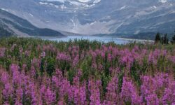 cover page for patherfinder newsletter featuring fireweed in front of an alpine lake
