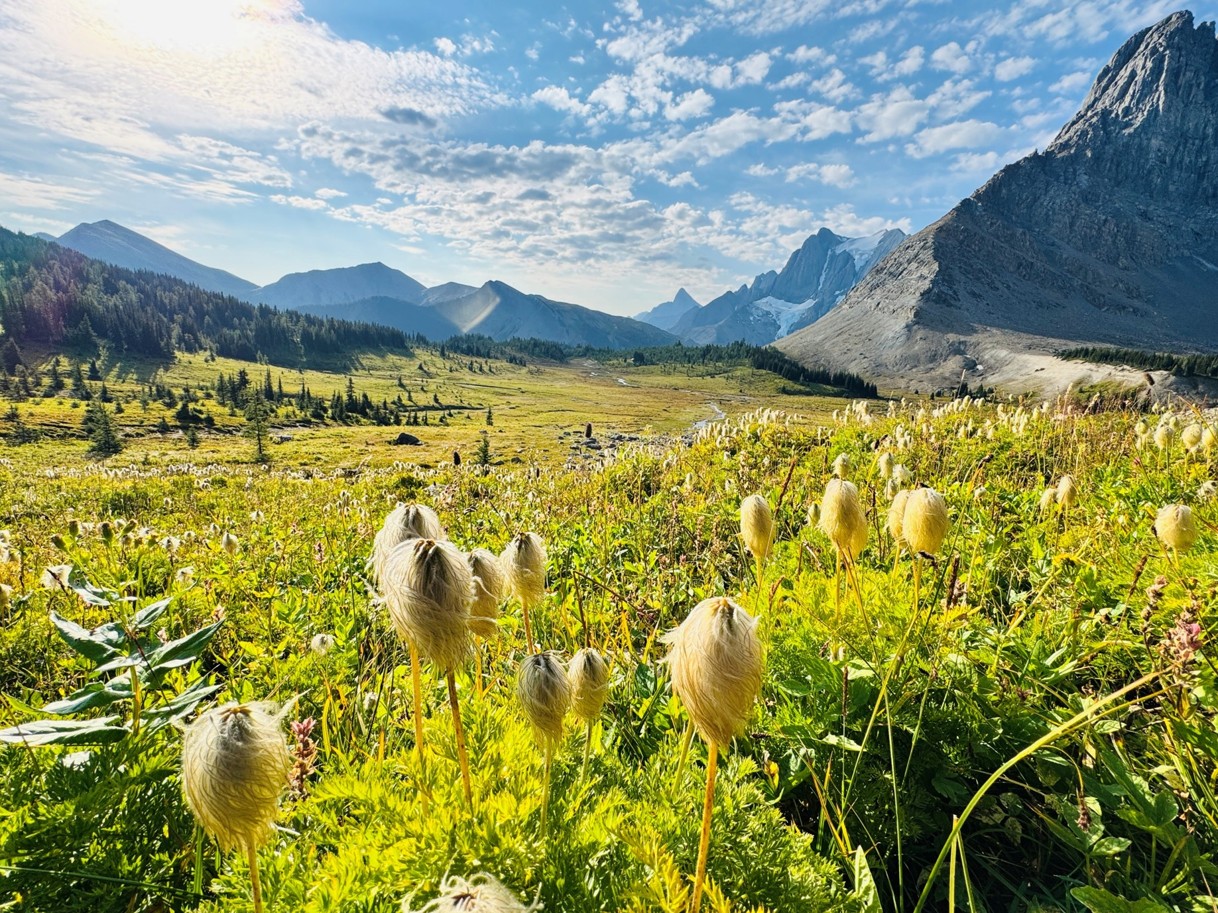 A field full of tufty flowers