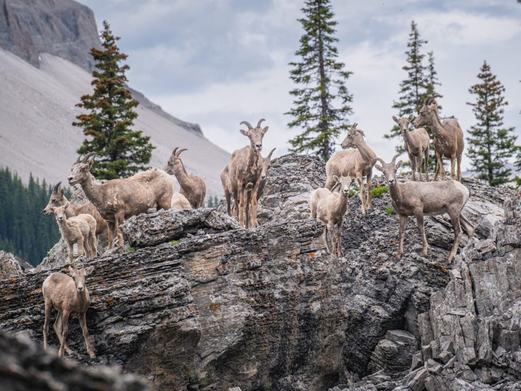 goats on a rock